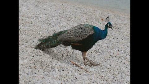 The Blue Peacock Spreading Itstail And Dancing In The Forest Is Very Beautiful And Lovely