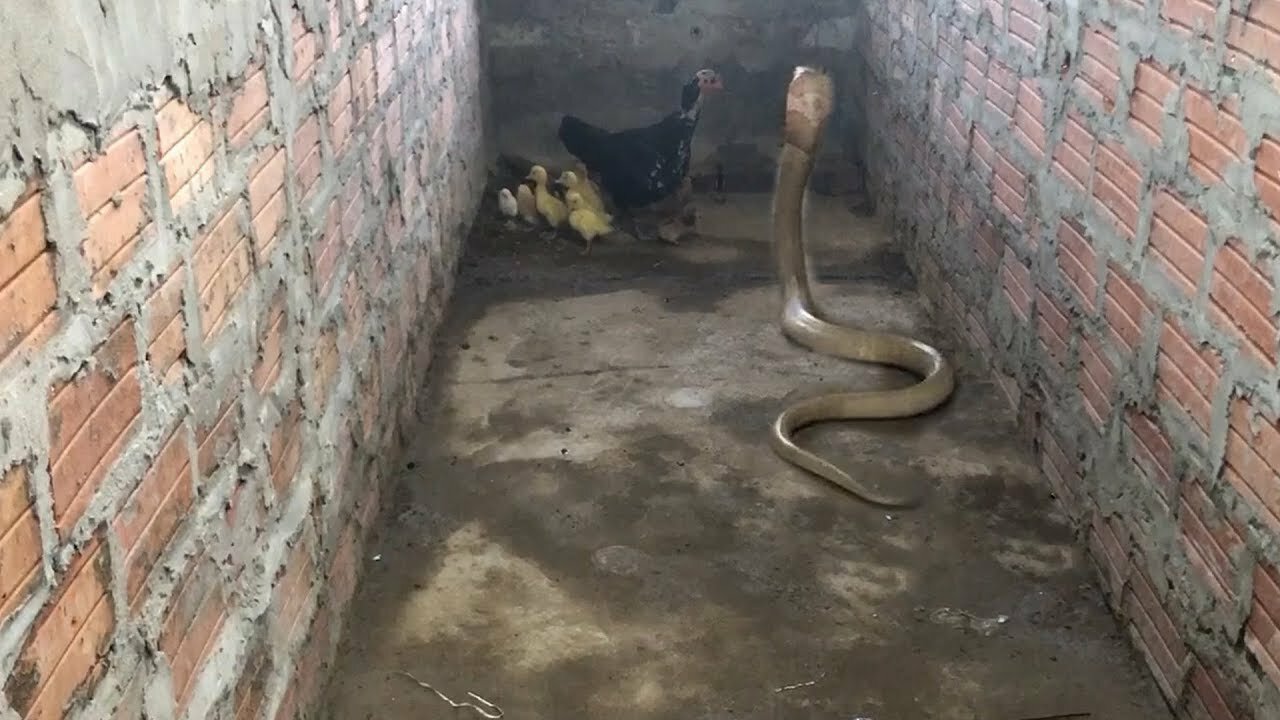 Amazing !!! Mother Chicken protects the Chicks from King Cobra