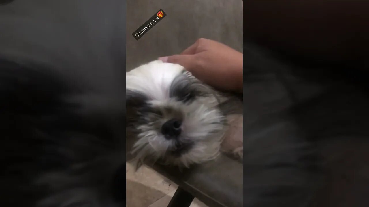 Part 2 - My Snob Shih Tzu Puppy | Snob Shih Tzu Dog 🐾🐶🙄