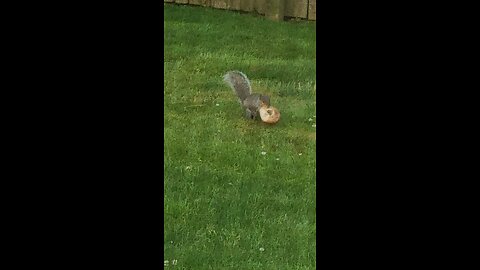 Squirrel buries bagel in my yard