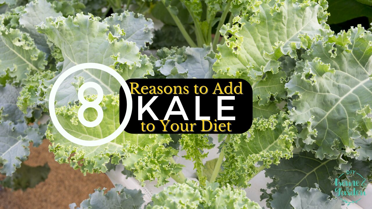 Kale: Here are 8 healthy reasons to make room in your garden for this healthy green.