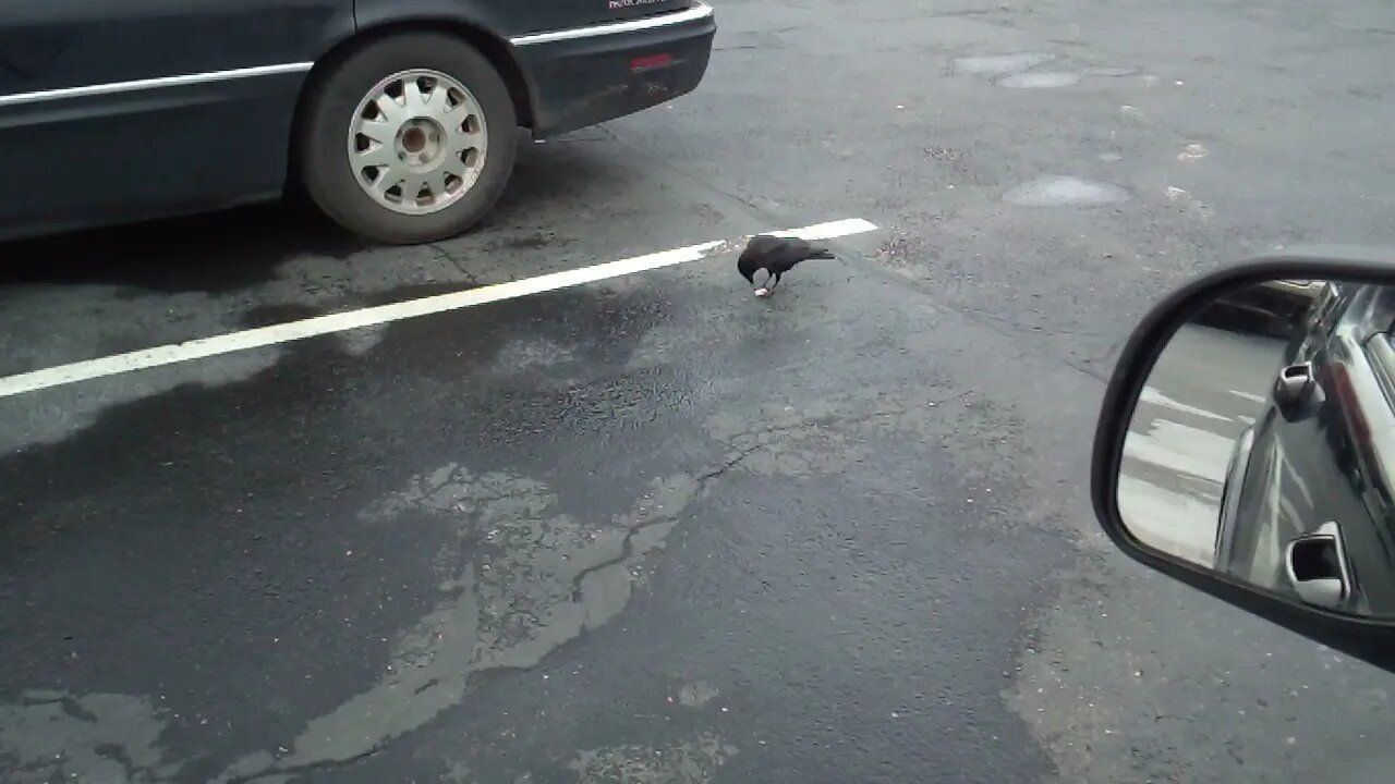 A Crow eating a Starlight Peppermint Candy Outside of the Welfare Office