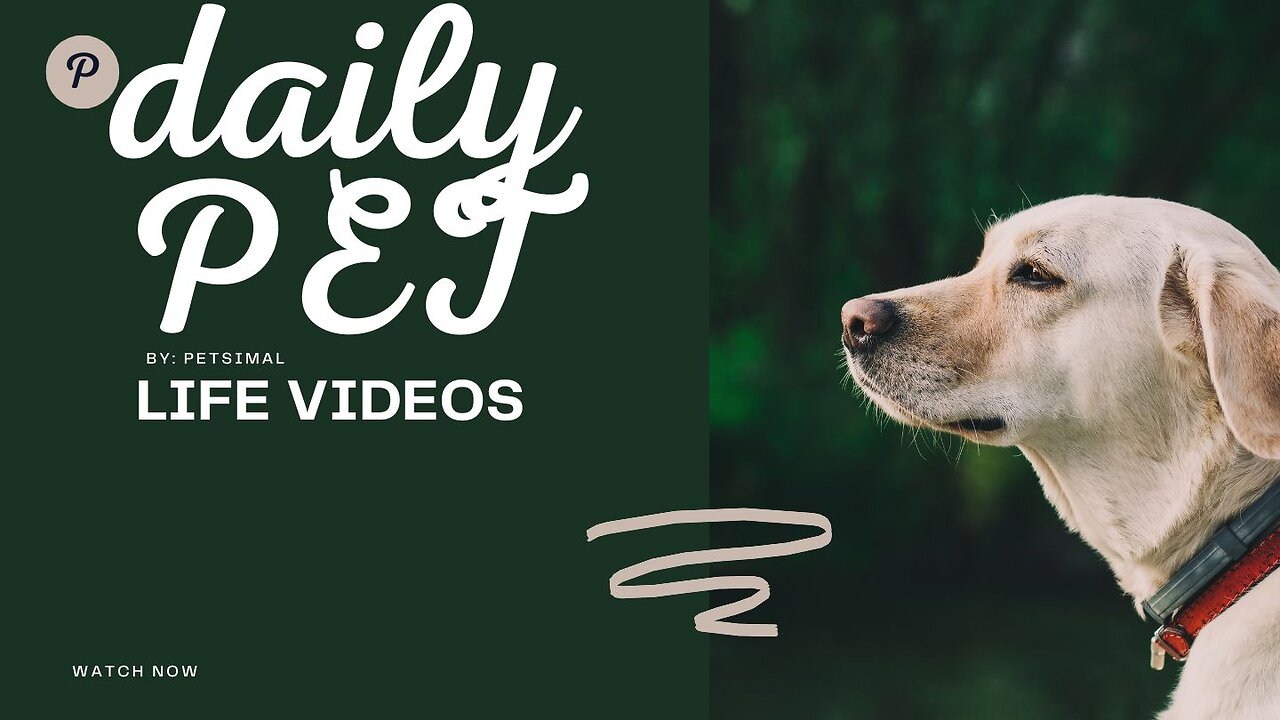 Check Out the Cutest Pet Videos of the Week