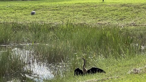 Why Did The Turtle Watch The Anhinga? (Widescreen) #4K #HDR #DolbyVision