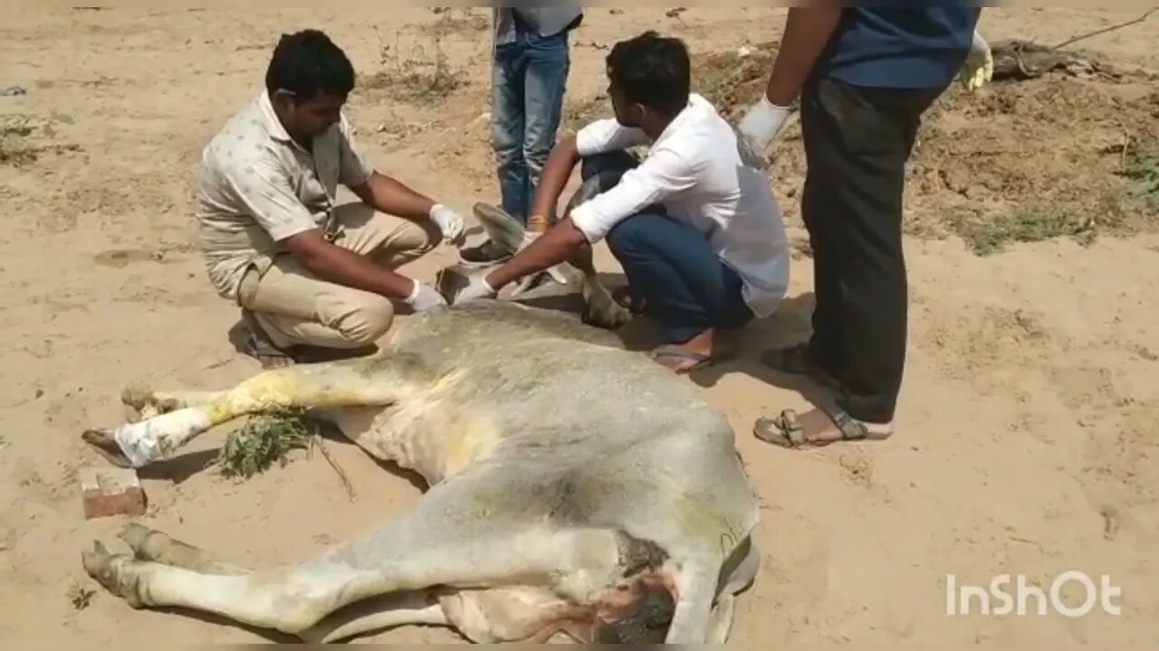 गो सेवा 3 महीनों से लगातार