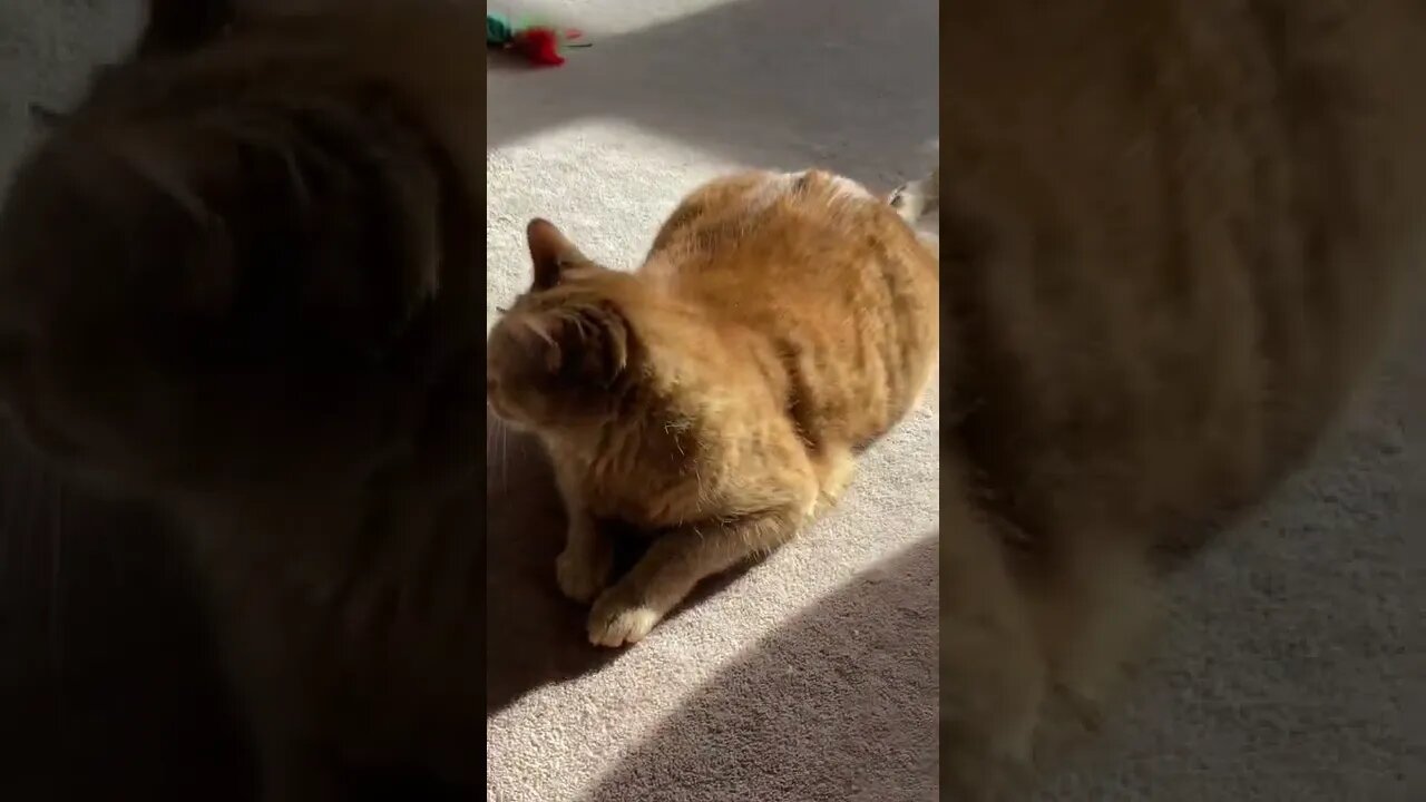 My golden sun kitty ☀️ 🐱