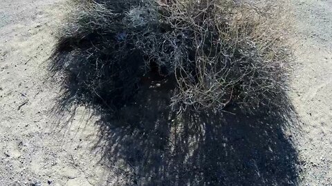 A rabbit or Hare bunker deep in the Mojave Desert