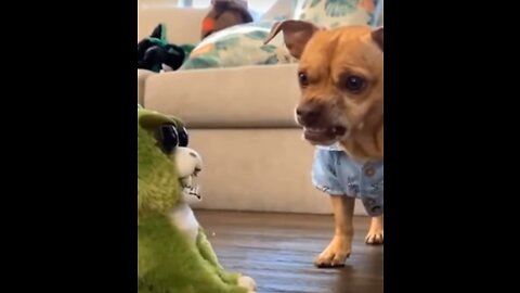 Funny dogs compilation dog videos funny videos 2021