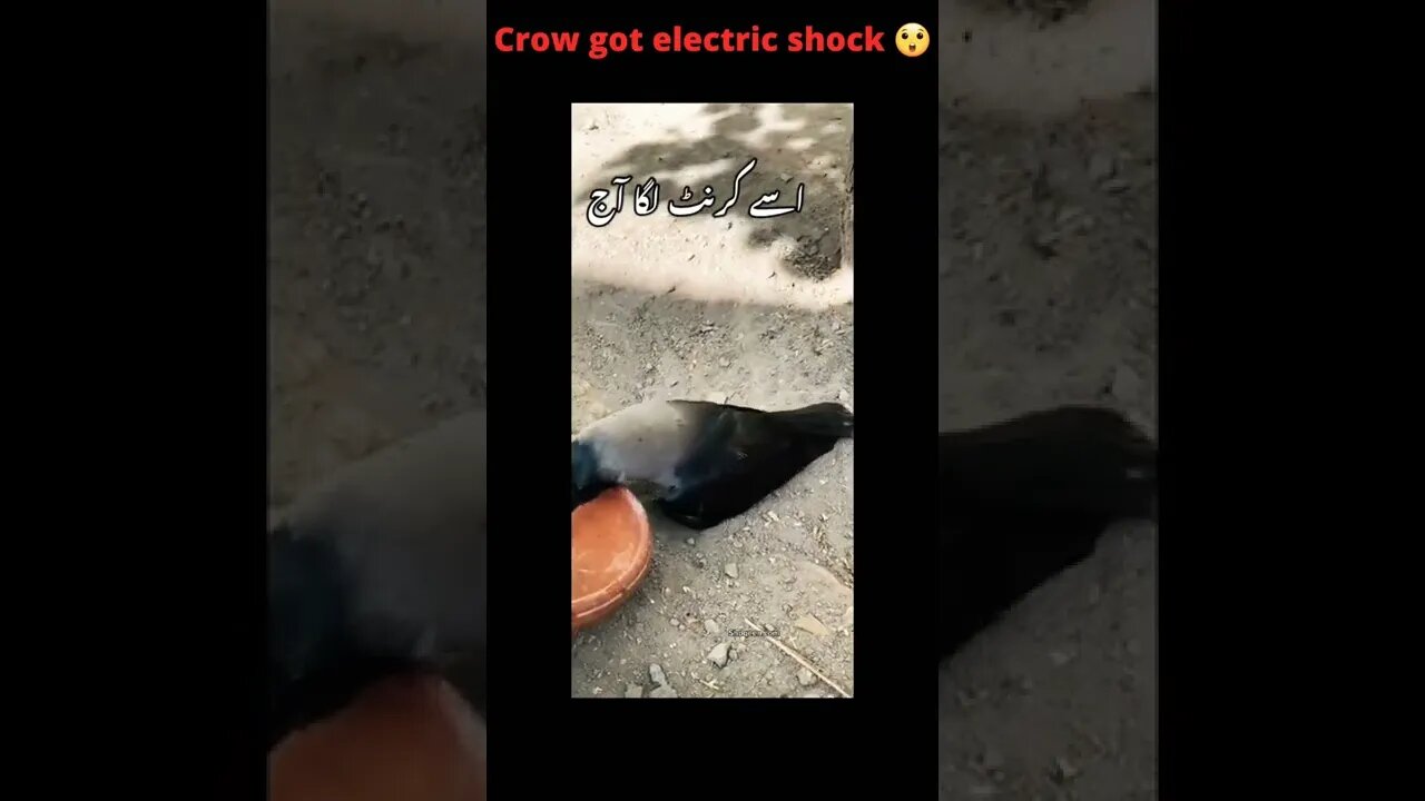 Crow got electric shock but survived.