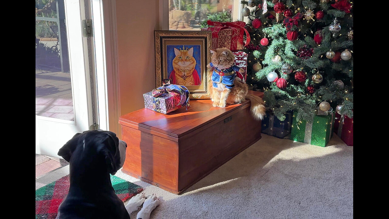 Funny Great Dane Bows As Cat Admires His Royal Portrait - Cats Rule