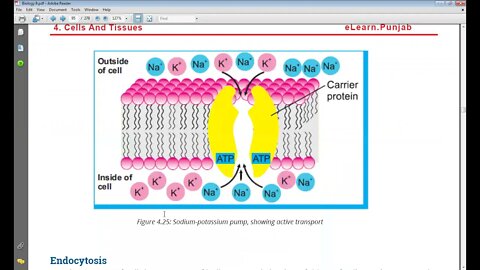 Biology 9th Active Transport