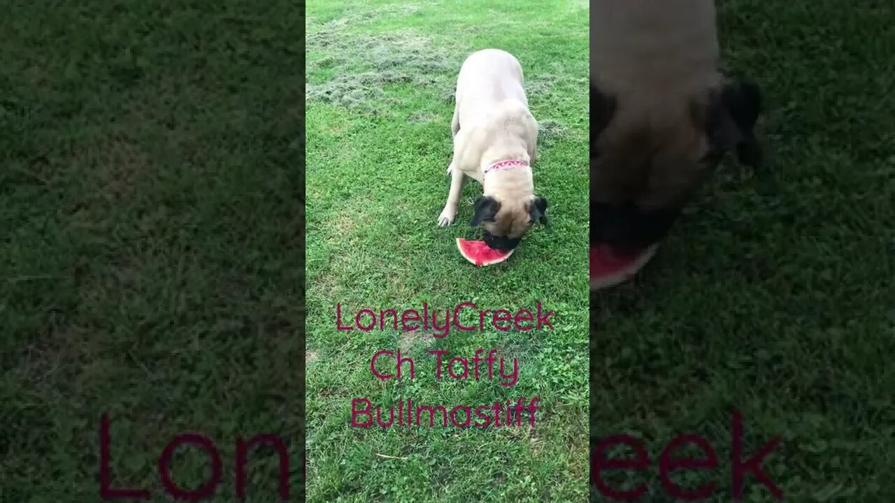 Dog eating watermelon