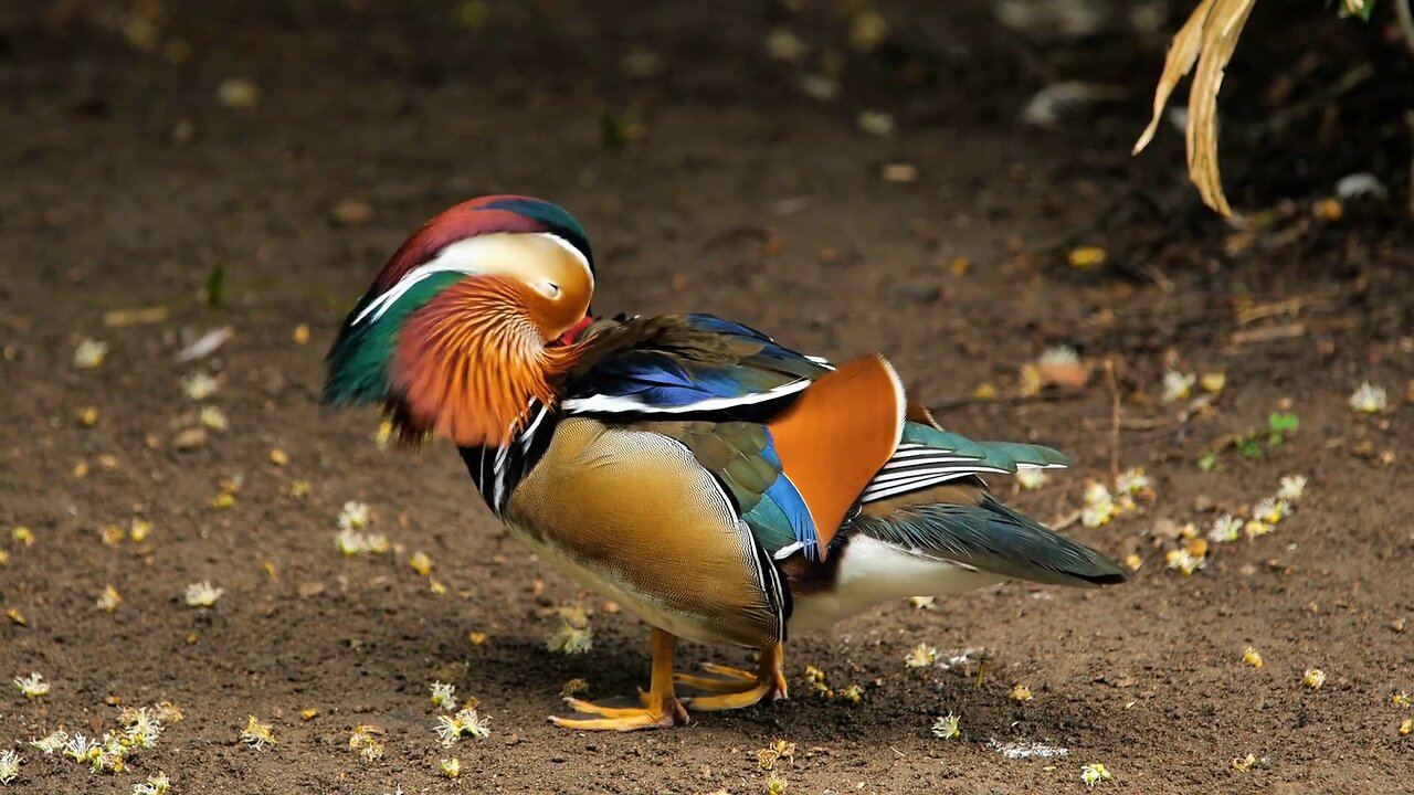 Amazing Mandarin Duck Aix Galericulata at Martinique Zoo: A Beautiful Wildlife Encounter