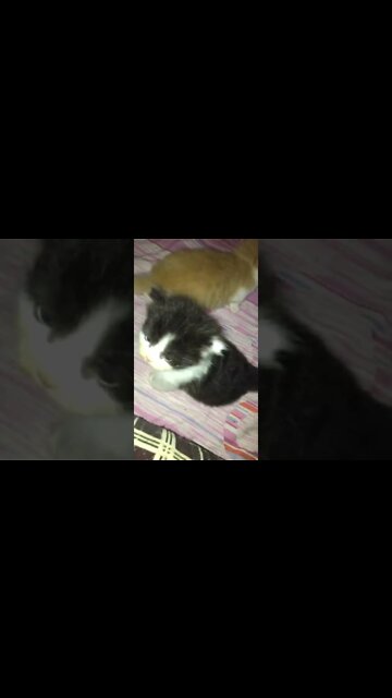 #kittens #cats #cutecat #persiancats #youtubeshorts #shorts #forsale #kittycat #funnycats