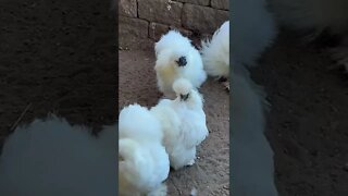 Some fluffy white chickens