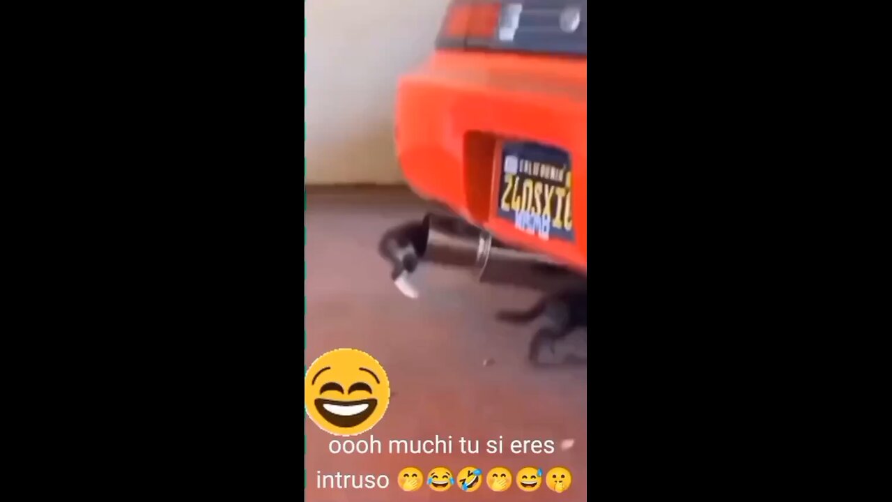 Funny video