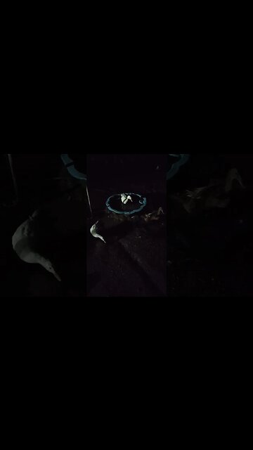 Ducks having a late swim