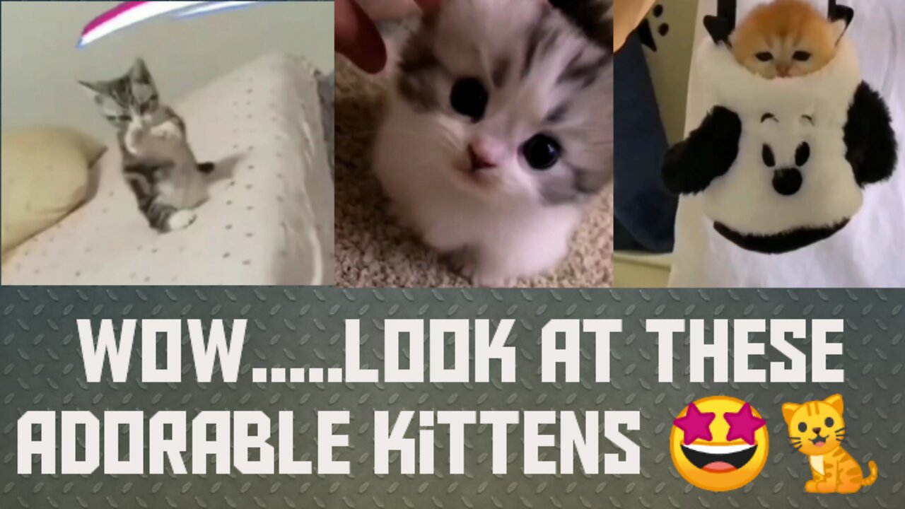 Adorable kittens that'll make your Day😍