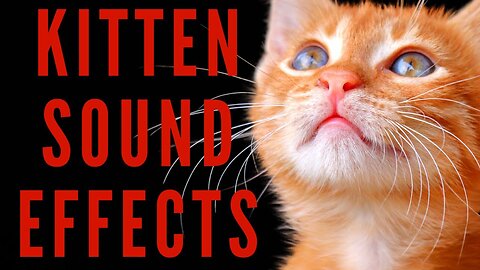 Cat Sound Effect | cat video - viral