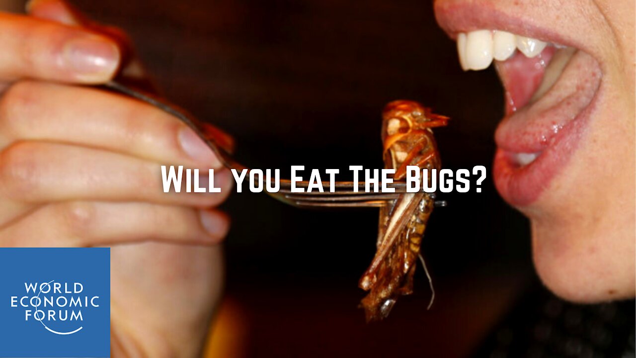 Are You Willing To Eat The Bugs?