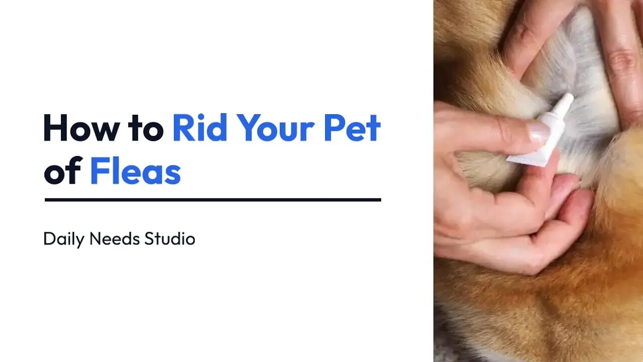 Fleas: How to Get Them Off Your Pet | Daily Needs Studio