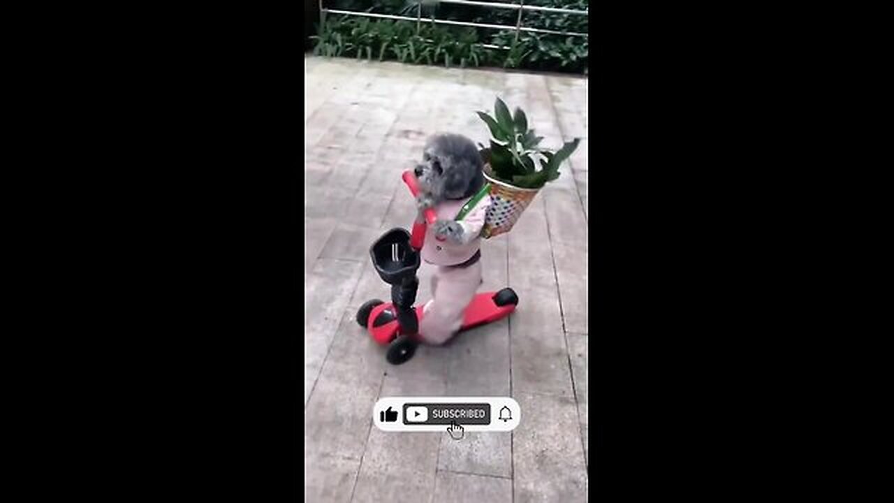 Cute Animals Funny Cats Funny doggy,😆😆😆😆😆