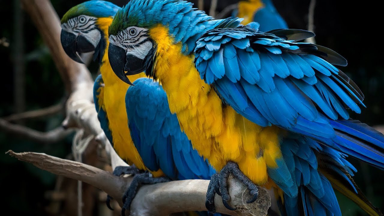 Blue HYACINTH PARROT-gets SWARMED-with-STARES from-Customers in PETCO!