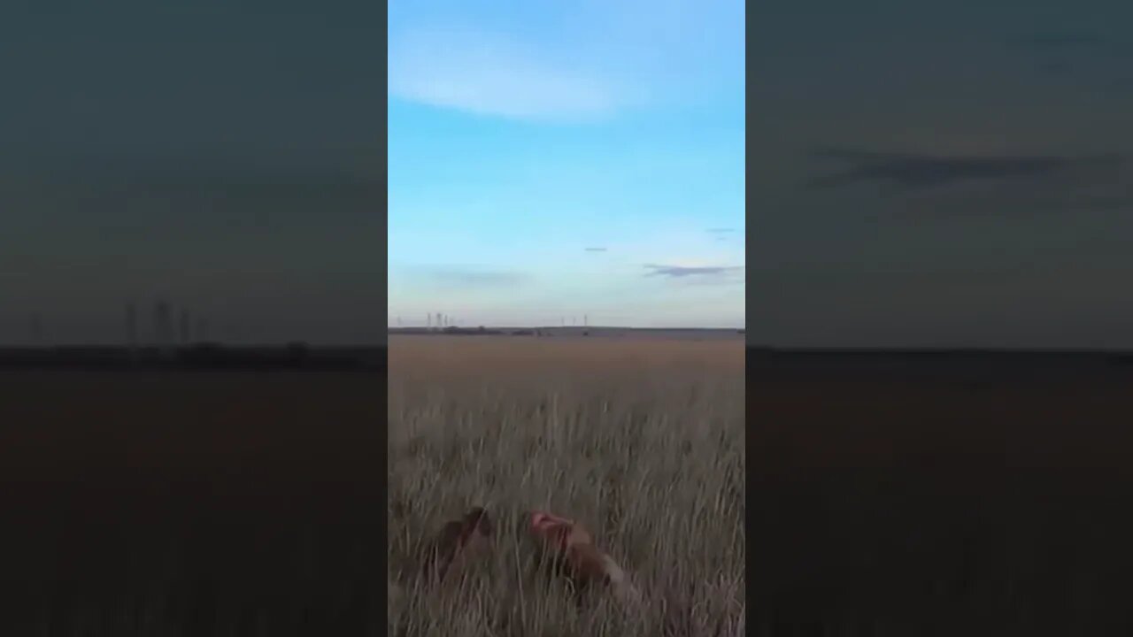 Give me a Beat!! #shorts #goldenretriever #pheasanthunting