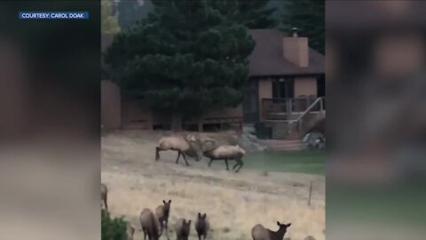 Intense elk match captured from her front porch