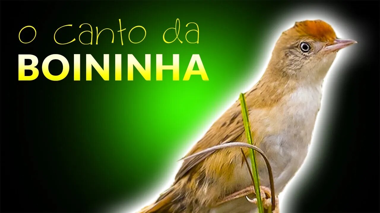 Aves Para Criar - Som da BOININHA Cantando