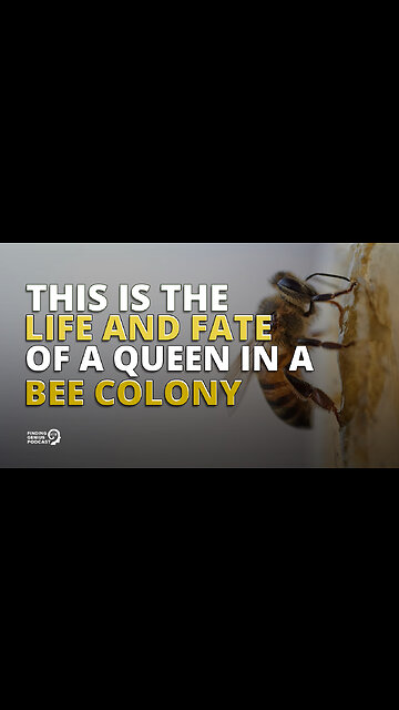 This Is the Life and Fate of a Queen in a Bee Colony