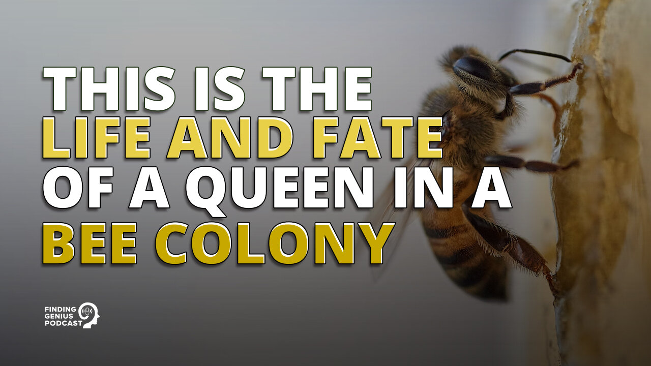 This Is the Life and Fate of a Queen in a Bee Colony