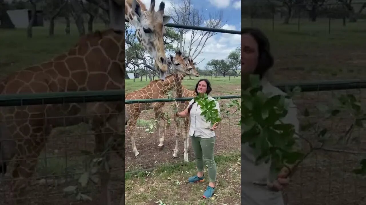 Cute and super cute 🦒🦒🦒 those baby reticulated giraffes are 😍 but so is momma 😂🤷🏽‍♀️