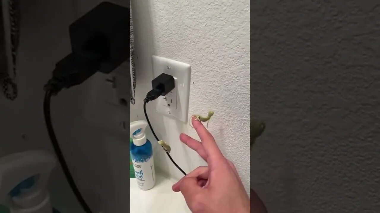 Baby Chameleon helps clean the house of fruit flies