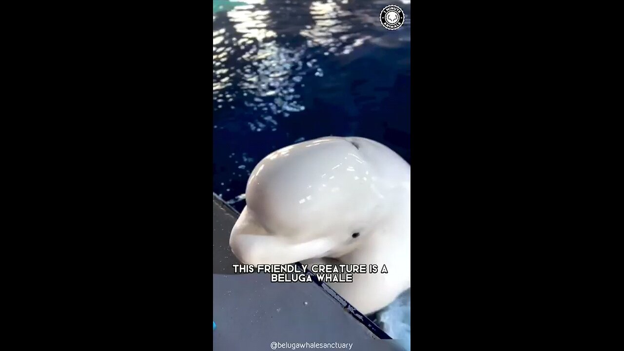 BELUGA WHALE