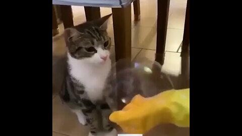 Cat funny video, don't try to laugh