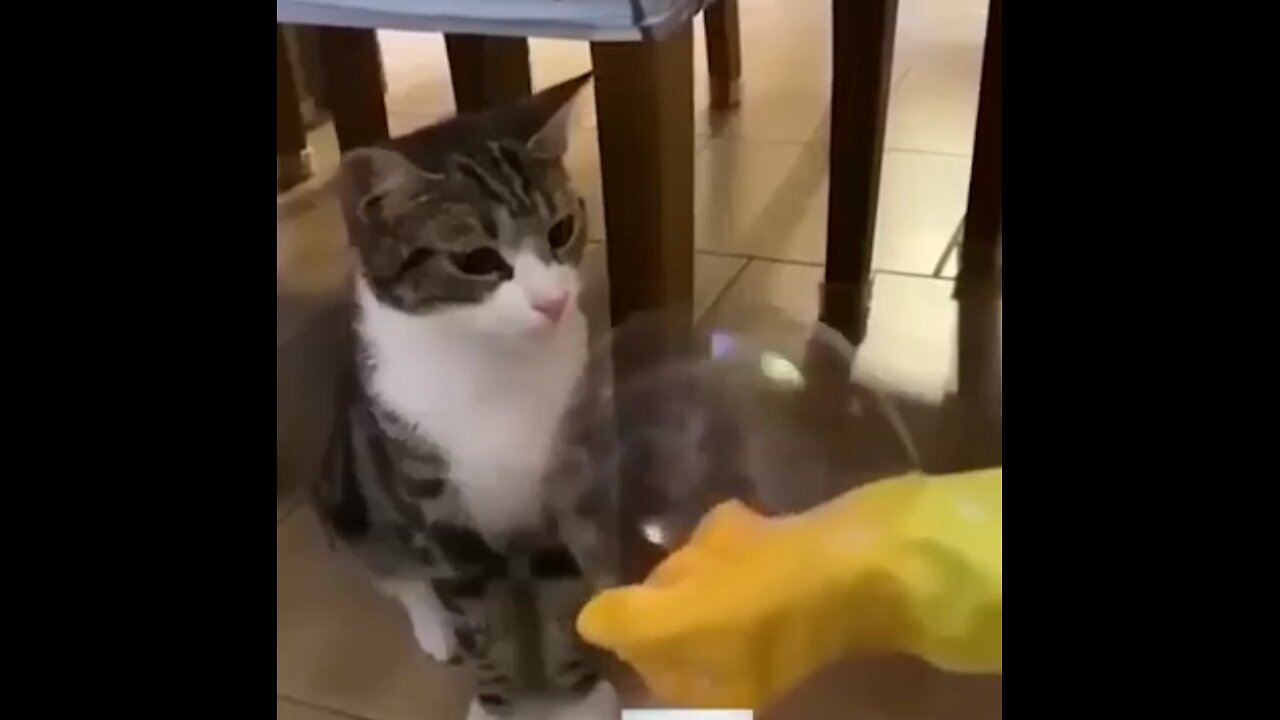 Cat funny video, don't try to laugh