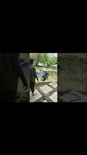 Rottweiler doesn’t wanna go in the pool