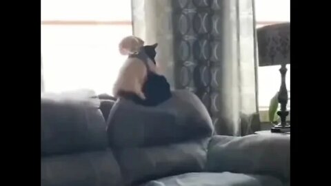 Best friends...😁😇😺🐶