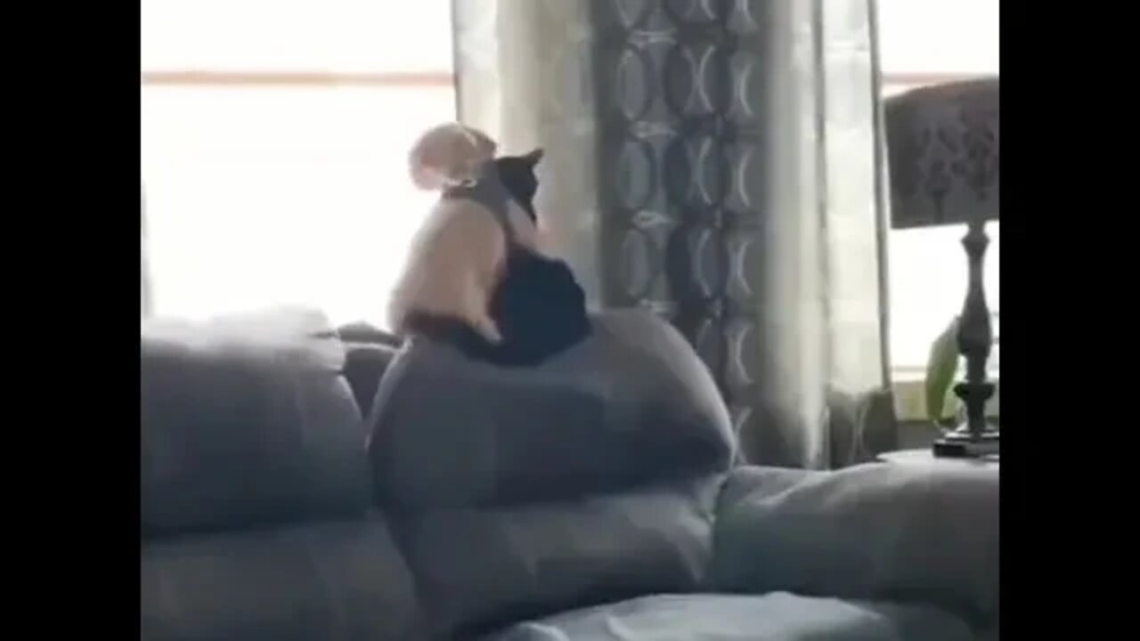 Best friends...😁😇😺🐶