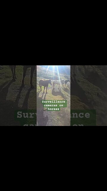 Surveillance cameras on horses