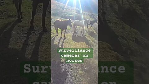 Surveillance cameras on horses