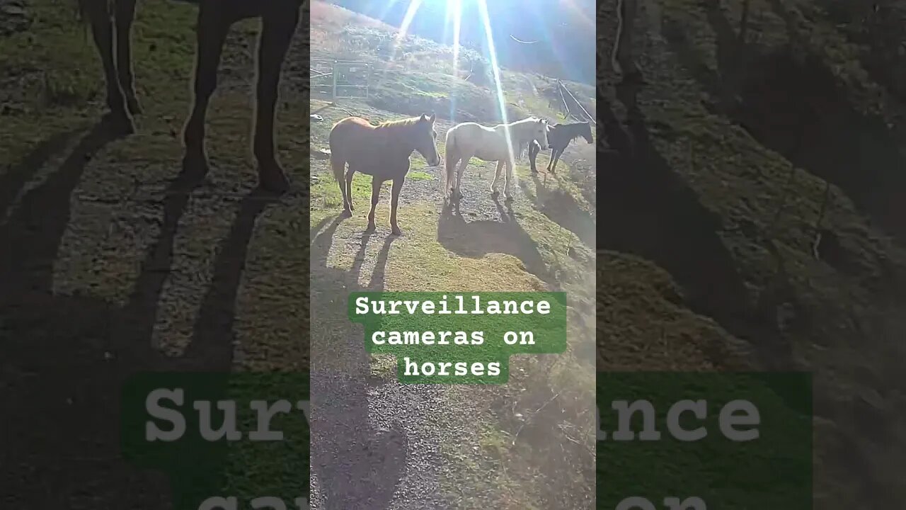 Surveillance cameras on horses
