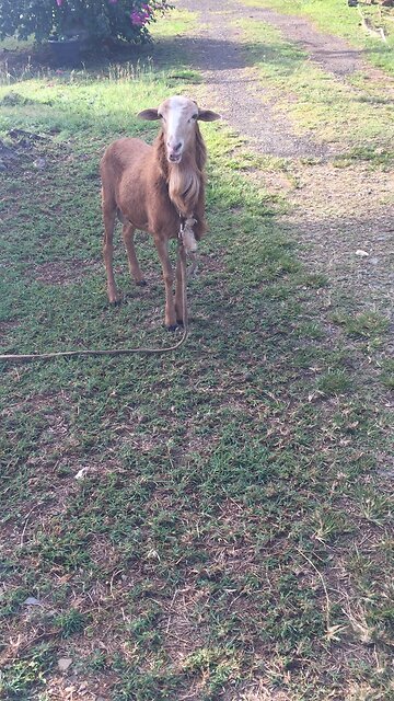 LAMBO MAKES IT TO RUMBLE