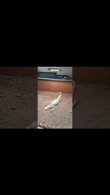 Reptiland alligators including albino
