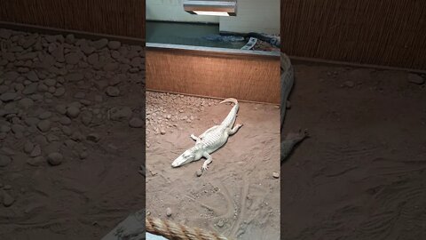 Reptiland alligators including albino