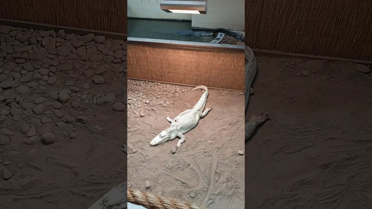 Reptiland alligators including albino