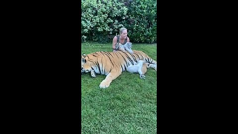 Naughty tiger cubs