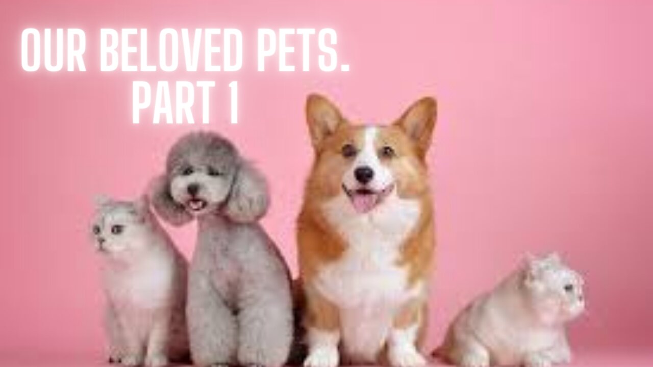 Our beloved pets. Part 1