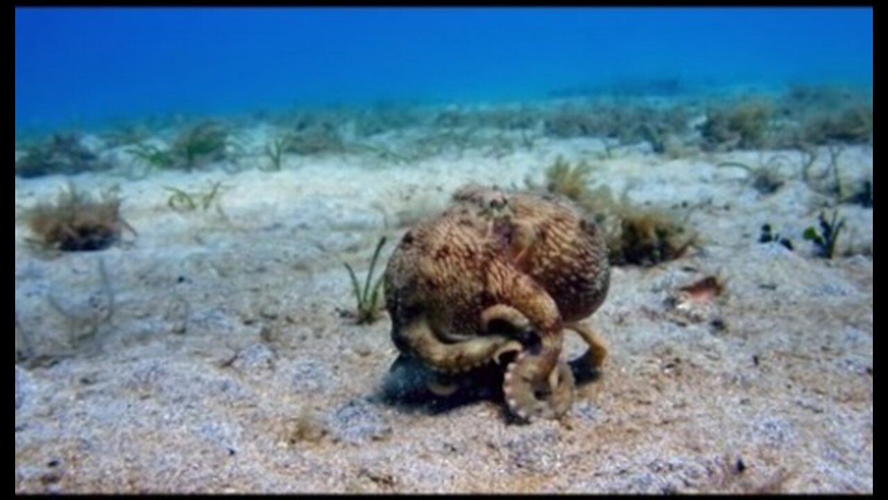 The Octopus with Nine Brains - Spy In The Ocean